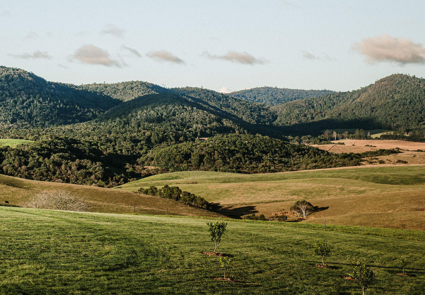 Mountain views near Dorrigo NSW accommodation